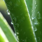 Kennzeichen von Aloe Vera und deren Verwendung Kennzeichen von Aloe Vera und deren Verwendung